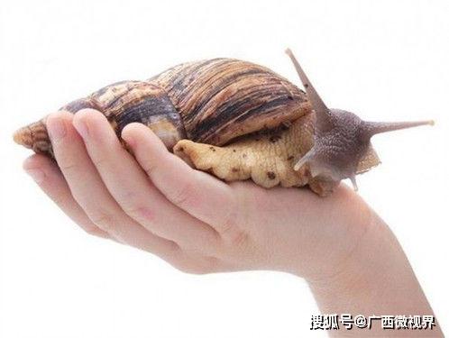 卤鹅哥为赴美见甲亢哥苦学英语(卤鹅哥苦学英语赴美国见甲亢哥)