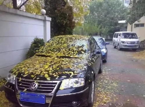 汽车一般停多少天最好看(汽车停放天数与最佳观赏期探讨)