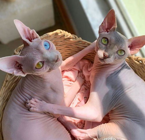 女孩买华为电脑怎么样(华为电脑与女孩的选择，探索电脑购买的新视角)