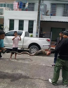 女游客在三亚被蛇咬伤就医后身亡(三亚悲剧,女游客遭遇蛇咬伤后不幸离世) 女游客在三亚被蛇咬伤就医后身亡(三亚悲剧,女游客遭遇蛇咬伤后不幸离世)