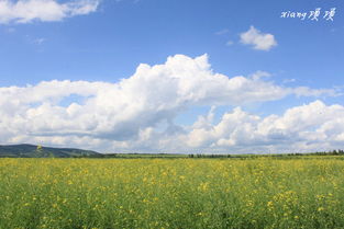 我和草原牛马对齐了颗粒度(我与草原牛马，颗粒度对齐的奇妙之旅)