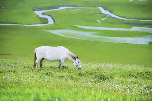 我和草原牛马对齐了颗粒度(我与草原牛马，颗粒度对齐的奇妙之旅)