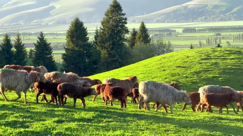 我和草原牛马对齐了颗粒度(我与草原牛马，颗粒度对齐的奇妙之旅)