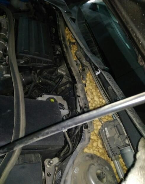 汽车空调进老鼠要多少钱(汽车空调进老鼠维修费用详解，多少钱能解决这一问题？