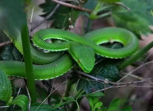 三亚常见毒蛇为竹叶青眼镜蛇(三亚常见毒蛇，竹叶青与眼镜蛇的探秘)