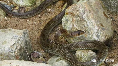三亚常见毒蛇为竹叶青眼镜蛇(三亚常见毒蛇，竹叶青与眼镜蛇的探秘)