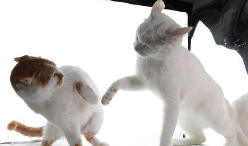 看到真正的决战猫猫之颠了(决战猫猫之颠，揭开神秘面纱下的真实之战)