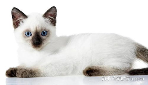 看到真正的决战猫猫之颠了(决战猫猫之颠，揭开神秘面纱下的真实之战)