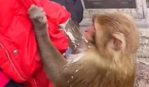 起猛了 皮筋猴男团真出道了(起猛了！皮筋猴男团真出道了)