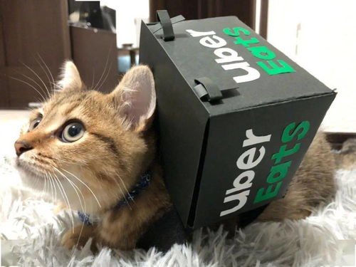 一辆汽车能装多少只猫咪(一辆汽车能装多少只猫咪，探索人与宠物的温馨故事)