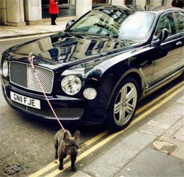 一辆汽车能装多少只猫咪(一辆汽车能装多少只猫咪，探索人与宠物的温馨故事)