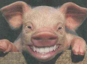 汽车装个小飞猪多少钱(汽车装个小飞猪需要多少钱？