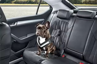 汽车座椅安全带多少伏(汽车座椅安全带电压解析，多少伏？