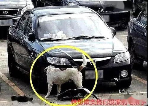 一脚踢汽车多少钱(一脚踢汽车的价格因素与考量)