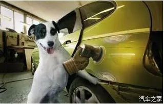 汽车城里的狗有多少种(汽车城里的狗，多样性与繁荣)