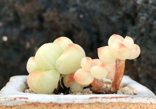 汽车隔音棉贵嘛多少钱(汽车隔音棉，价格与价值之间的探讨)