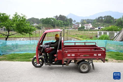 三轮汽车报废给多少钱(三轮汽车报废，价值与回收)