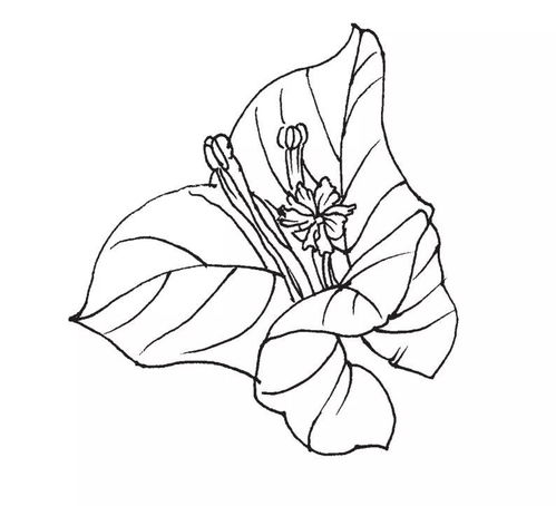 华为电脑怎么画花朵图案(华为电脑绘画教程，如何绘制花朵图案)