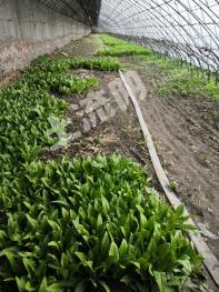 合川到菜园坝汽车多少钱(合川到菜园坝汽车票价详解)