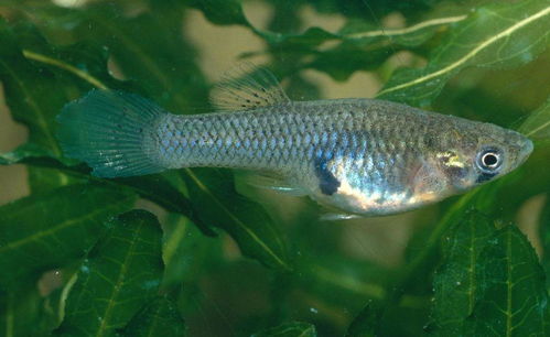 一块汽车电瓶有多少水分(汽车电瓶中的水分奥秘,一块电瓶究竟含有多少水分? 一块汽车电瓶有多少水分(汽车电瓶中的水分奥秘,一块电瓶究竟含有多少水分?