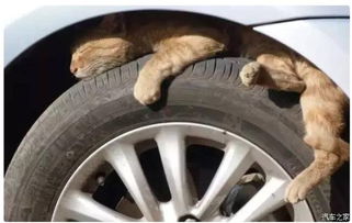 汽车后轮坏了要多少钱修(汽车后轮损坏维修费用解析)