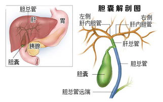 女演员颖儿因腹部剧痛切除胆囊(颖儿因腹部剧痛切除胆囊，演艺事业的波折与健康挑战)
