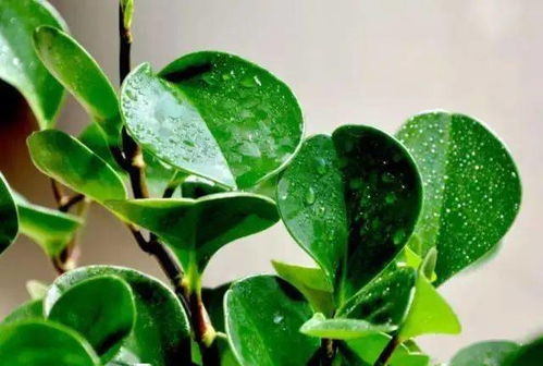 电脑怎么上楚留香华为(电脑如何轻松上楚留香华为版,详细指南) 电脑怎么上楚留香华为(电脑如何轻松上楚留香华为版,详细指南)