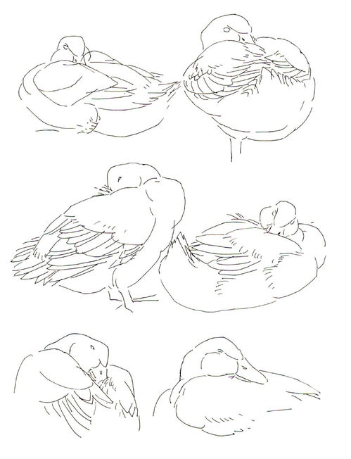 华为电脑版画画怎么画(华为电脑版画画，入门指南与技巧探索)