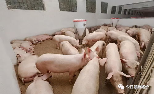 华为电脑充电线怎么绑(华为电脑充电线的绑定与整理技巧)