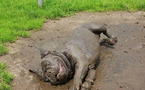 狗狗躺牛粪上狂蹭 主人崩溃大哭(狗狗躺牛粪上狂蹭，主人崩溃大哭)