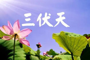 今年三伏天10年难遇 有啥讲究(今年三伏天，十年难遇的酷暑，有何讲究？