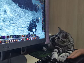 华为电脑屏幕黑底怎么调(华为电脑屏幕黑底调整方法详解)