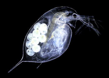 北京人要进化出鳃了(北京人的未来进化,鳃的出现与意义) 北京人要进化出鳃了(北京人的未来进化,鳃的出现与意义)