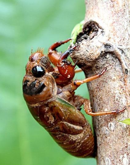 女子吃了6个知了猴后上吐下泻(女子食用过量知了猴引发上吐下泻)