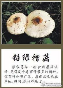 吃野生菌一家7人被毒死？谣言(吃野生菌导致一家七口死亡，谣言还是真相？