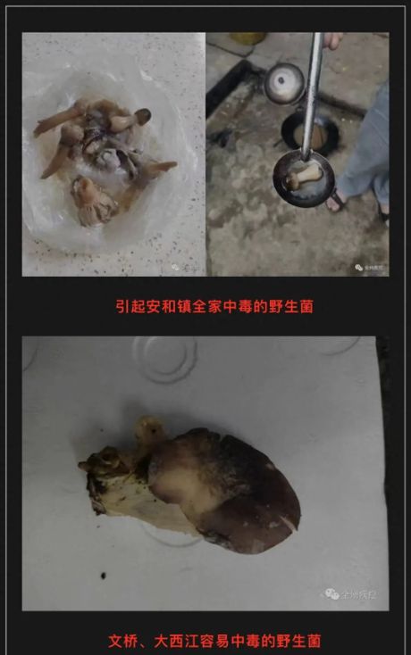 吃野生菌一家7人被毒死？谣言(吃野生菌导致一家七口死亡，谣言还是真相？