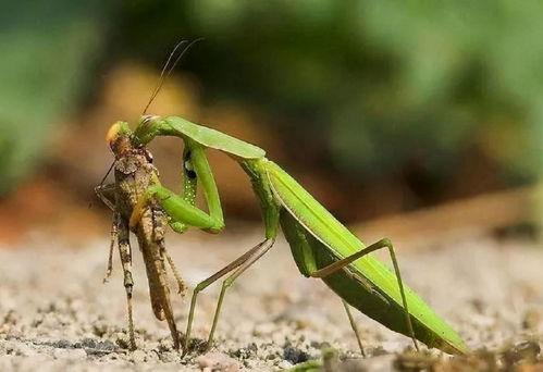 男子误杀邻居宠物螳螂赔偿400元(男子误杀邻居宠物螳螂赔偿400元)