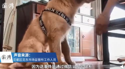 司法部门回应金毛疑蹭空调被打死(司法部门回应金毛疑蹭空调被打死事件,真相与公正的探索) 司法部门回应金毛疑蹭空调被打死(司法部门回应金毛疑蹭空调被打死事件,真相与公正的探索)