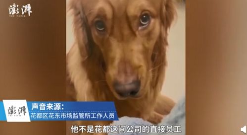 司法部门回应金毛疑蹭空调被打死(司法部门回应金毛疑蹭空调被打死事件,真相与公正的探索) 司法部门回应金毛疑蹭空调被打死(司法部门回应金毛疑蹭空调被打死事件,真相与公正的探索)
