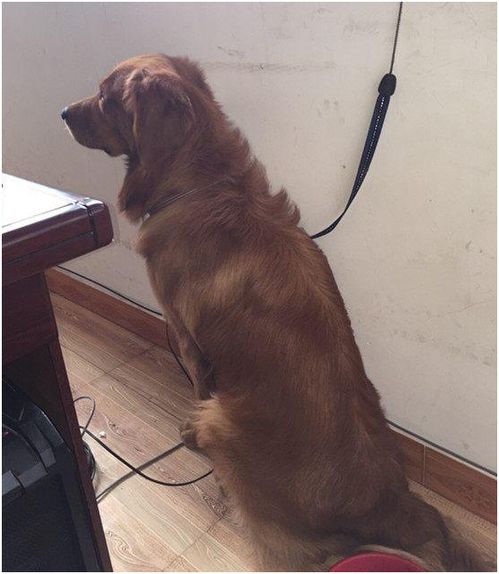 金毛疑餐馆蹭空调被打死主人发声(金毛疑餐馆蹭空调被打死事件引发关注，主人发声)