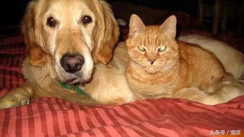 金毛疑餐馆蹭空调被打死主人发声(金毛疑餐馆蹭空调被打死事件引发关注，主人发声)