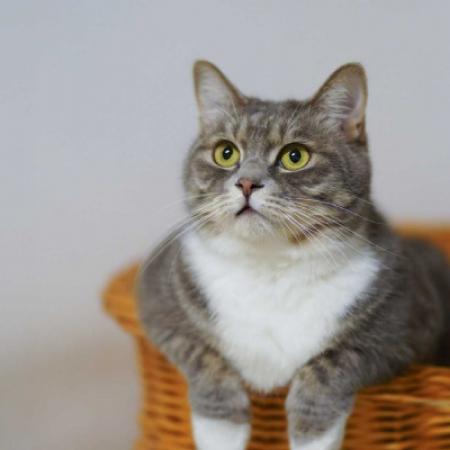 华为电脑怎么养猫(华为电脑养猫指南，从选购到照顾的全面攻略)