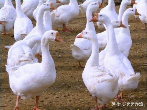 养鹅十多年头一次见鹅热死在水里(养鹅十载，首次目睹鹅热致死水中)