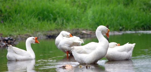 养鹅十多年头一次见鹅热死在水里(养鹅十载，首次目睹鹅热致死水中)