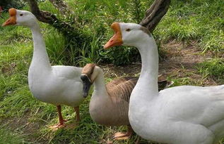 养鹅十多年头一次见鹅热死在水里(养鹅十载，首次目睹鹅热致死水中)