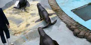 台州一海狮被虐满身伤痕？是肥胖纹(台州一海狮遭虐待满身伤痕，背后的故事揭示肥胖纹背后的真相)