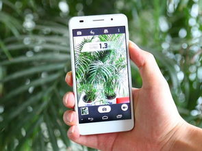 华为手机怎么拍螳螂