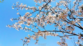 樱花华为手机怎么拍