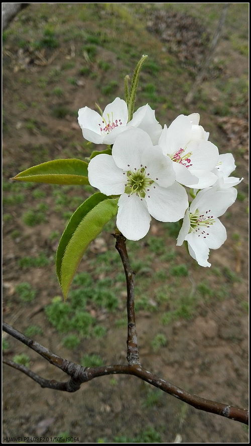 华为手机怎么拍梨花