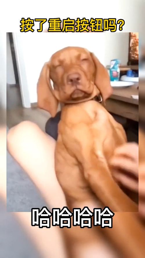 怎么重启华为手机桌面